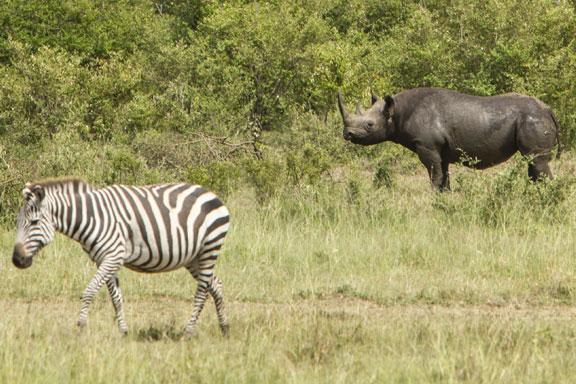 Mara Engai Wilderness Lodge – Masai Mara, Kenya