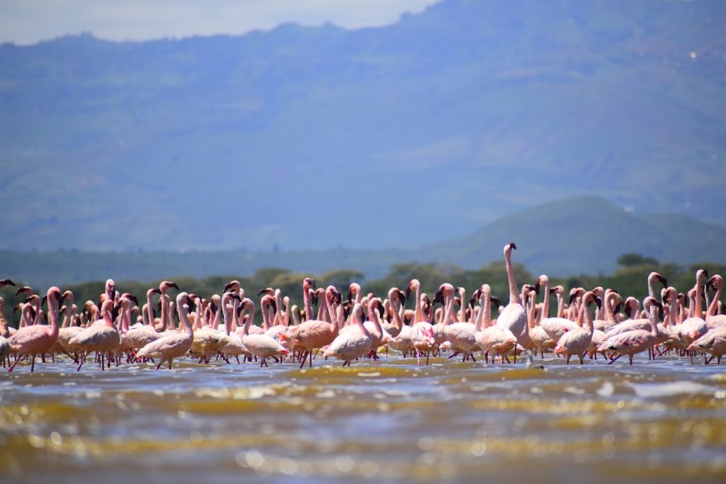 Lake Elementaita Serena Camp - Elementaita, Kenya