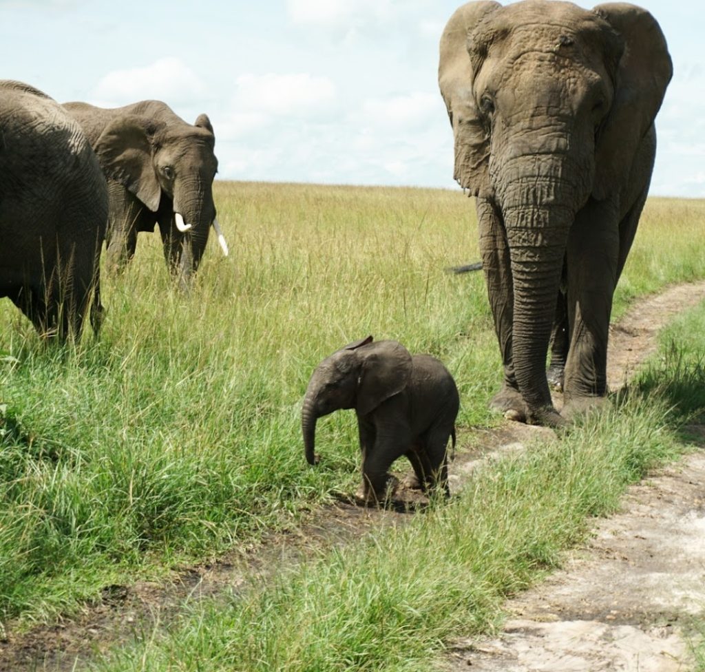 Entim Main Camp - Masai Mara, Kenya
