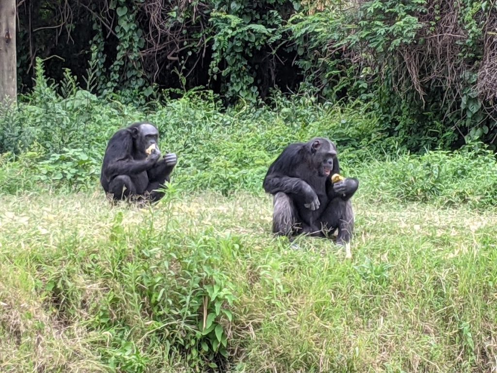 Sweetwaters Serena Camp – Ol Pejeta (Nanyuki), Kenya