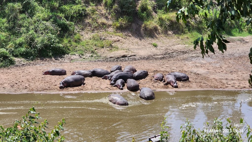 Ashnil Mara Camp – Masai Mara, Kenya