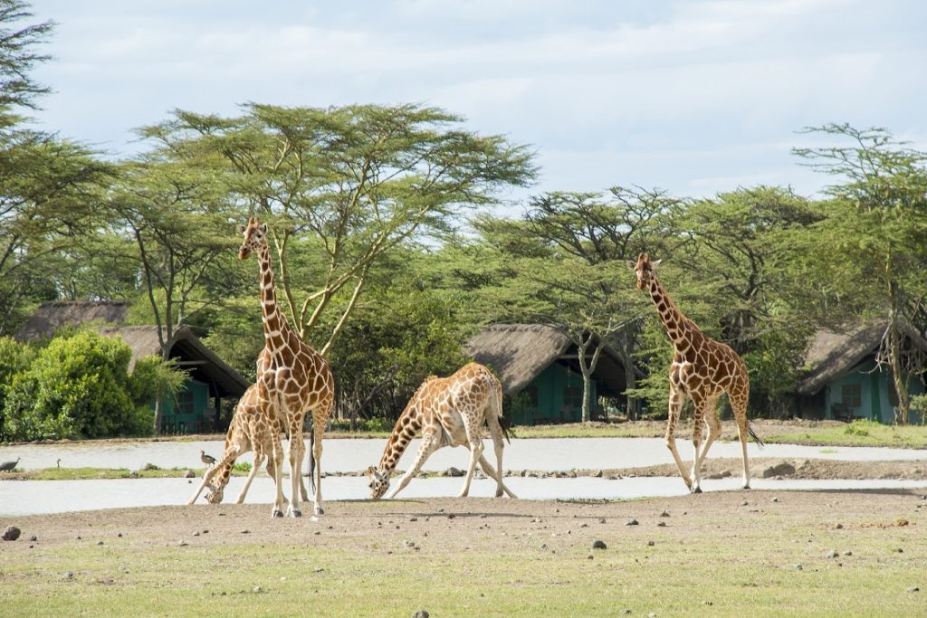 Sweetwaters Serena Camp – Ol Pejeta (Nanyuki), Kenya