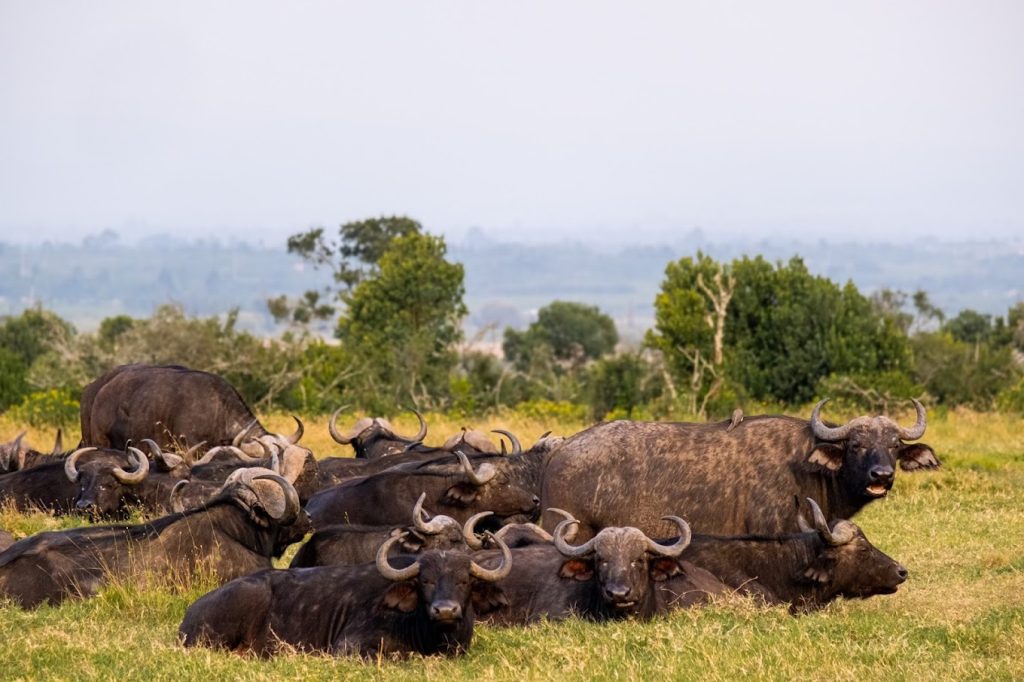 The River Camp Ol Pejeta – Ol Pejeta Conservancy, Kenya