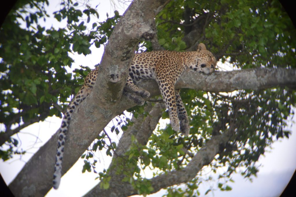 Ashnil Mara Camp – Masai Mara, Kenya