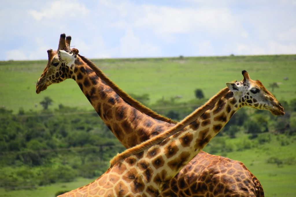 Lake Elementaita Serena Camp - Elementaita, Kenya