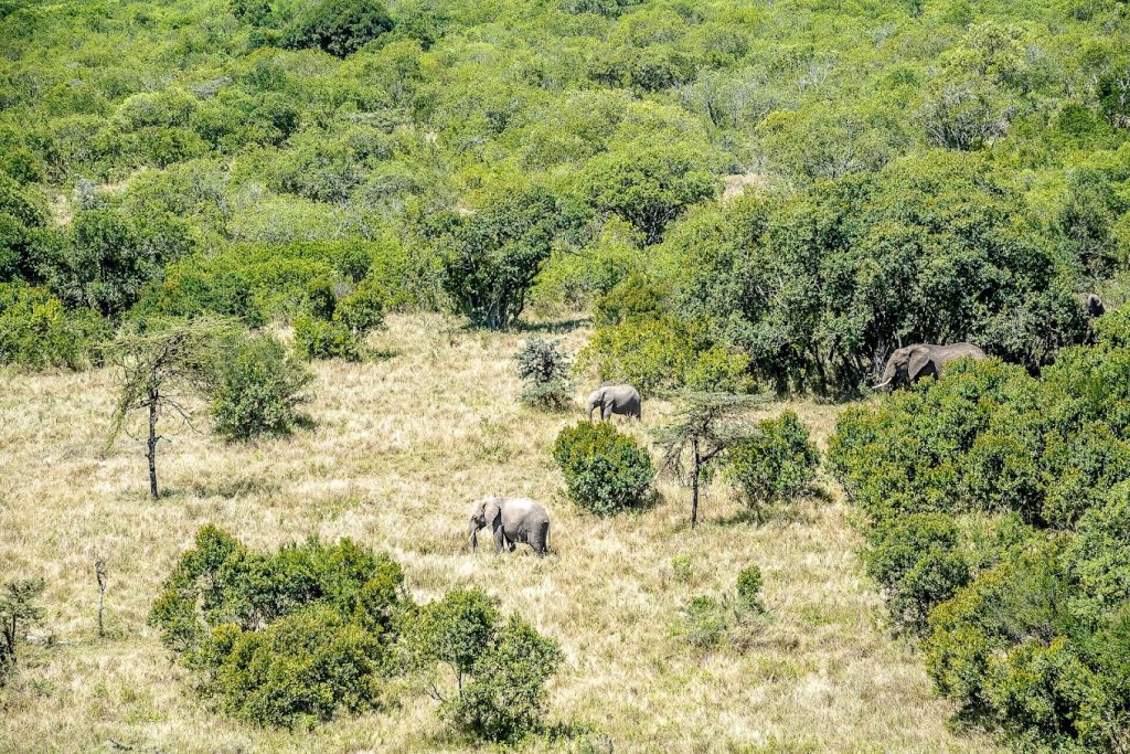 Jambo Mutara Camp – Ol Pejeta Conservancy, Kenya