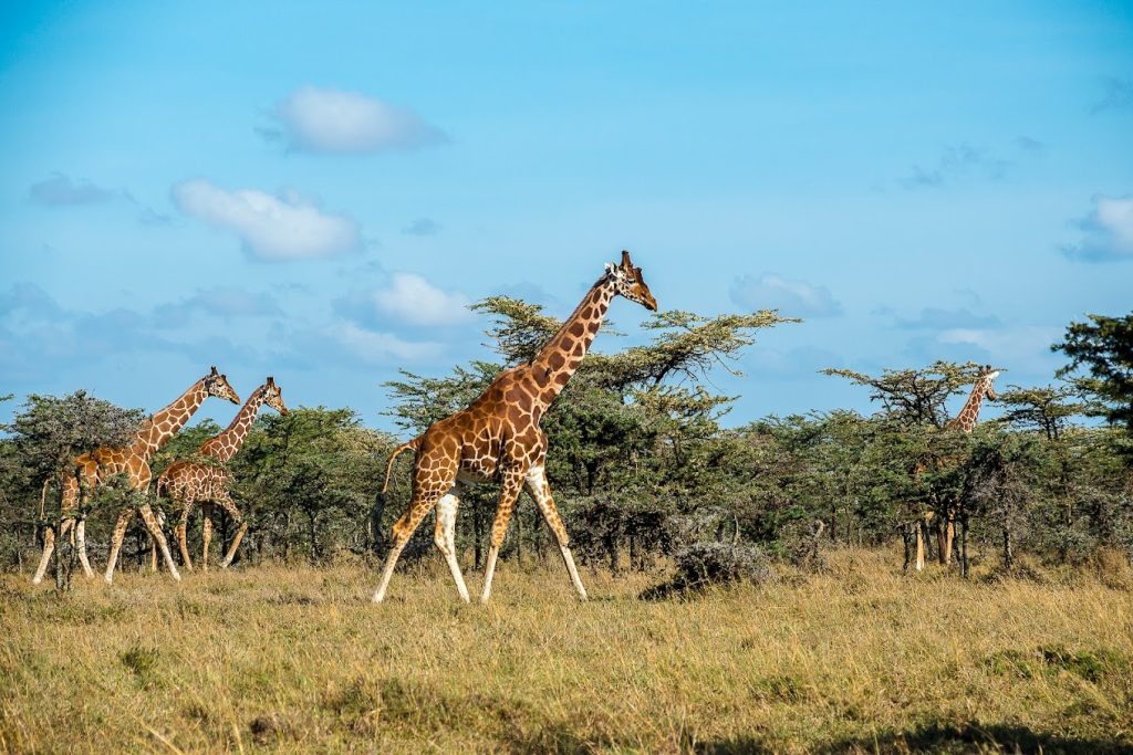 Jambo Mutara Camp – Ol Pejeta Conservancy, Kenya
