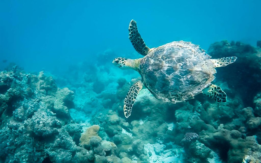 Diamonds Mapenzi, Zanzibar