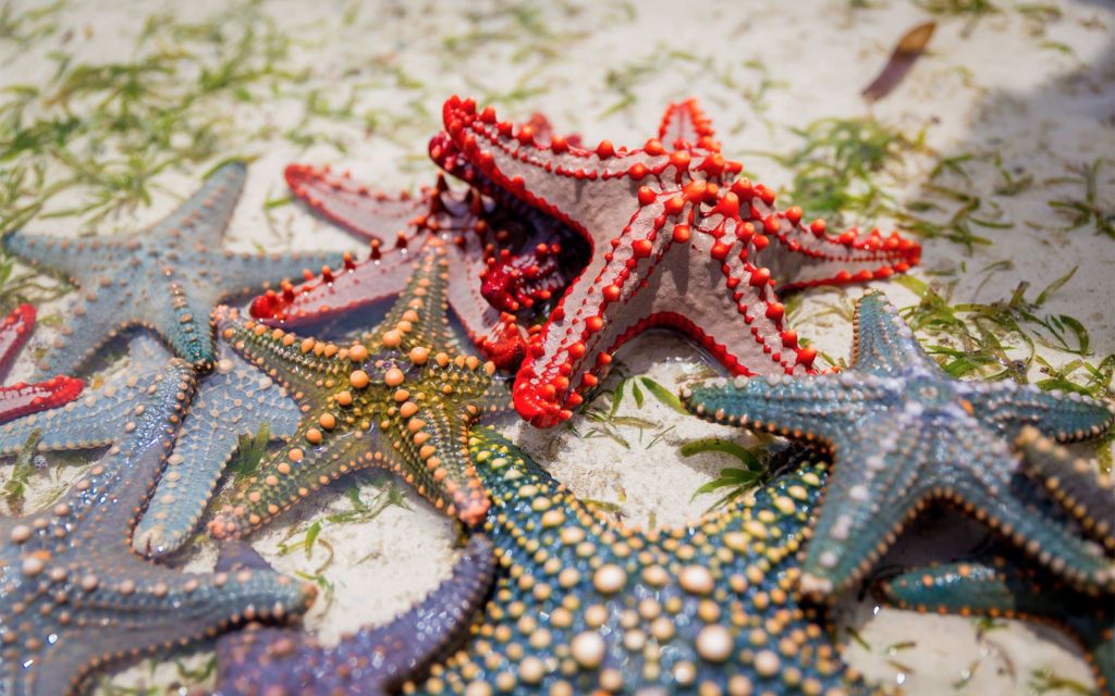 Diamonds Mapenzi, Zanzibar