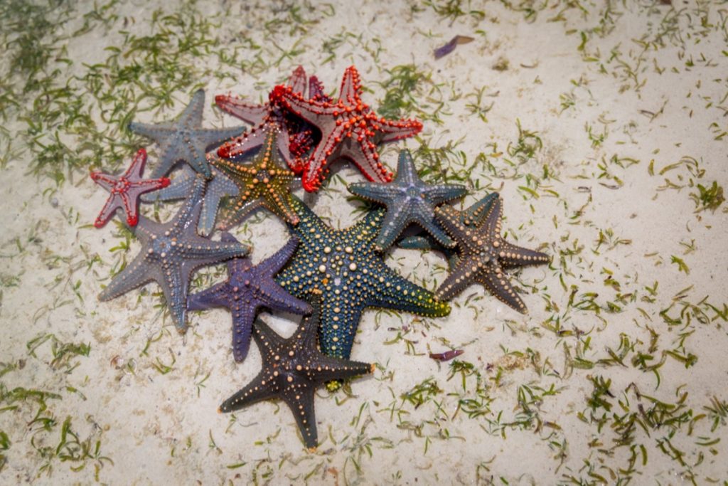 Sandies Baobab Beach – Zanzibar