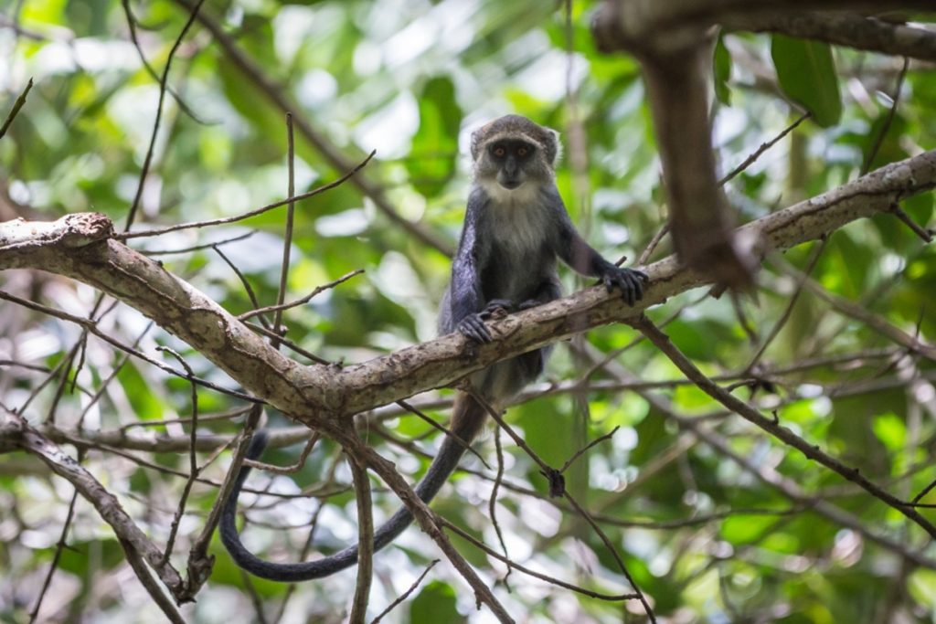 Sandies Baobab Beach – Zanzibar