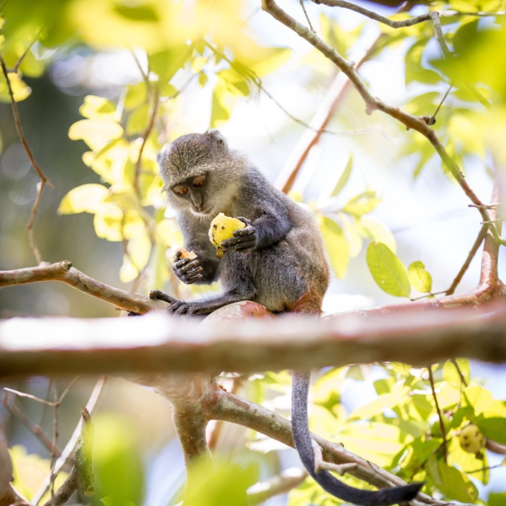 Sandies Baobab Beach – Zanzibar