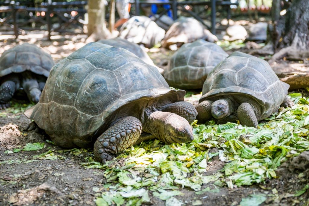 Sandies Baobab Beach – Zanzibar