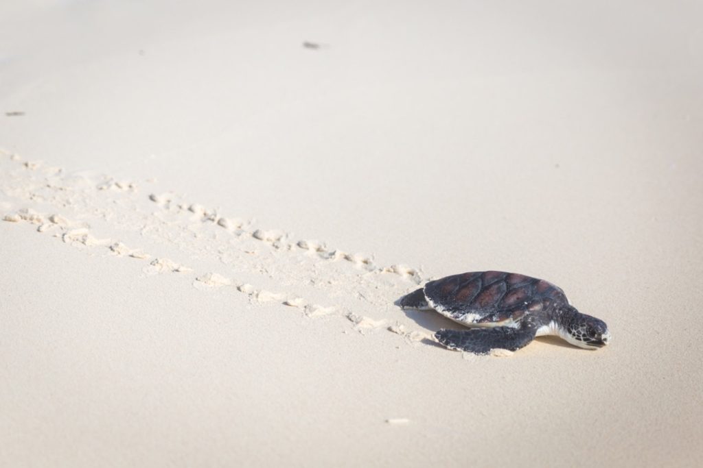 Sandies Baobab Beach – Zanzibar