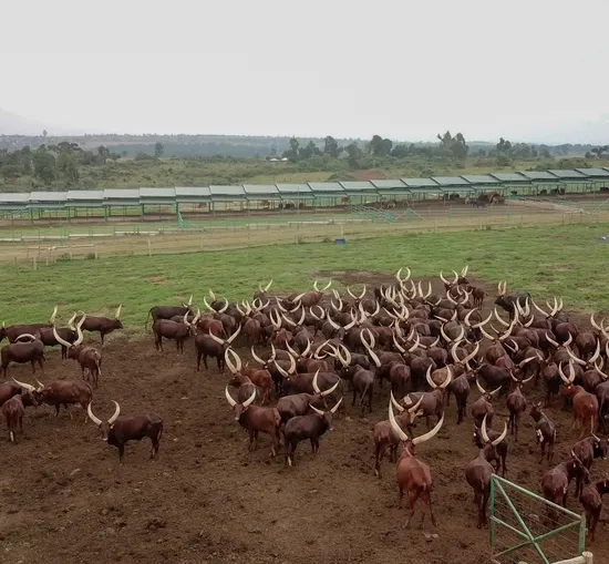 Mara Elatia Camp – Masai Mara, Kenya