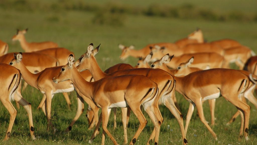Mara Intrepids Camp – Masai Mara, Kenya