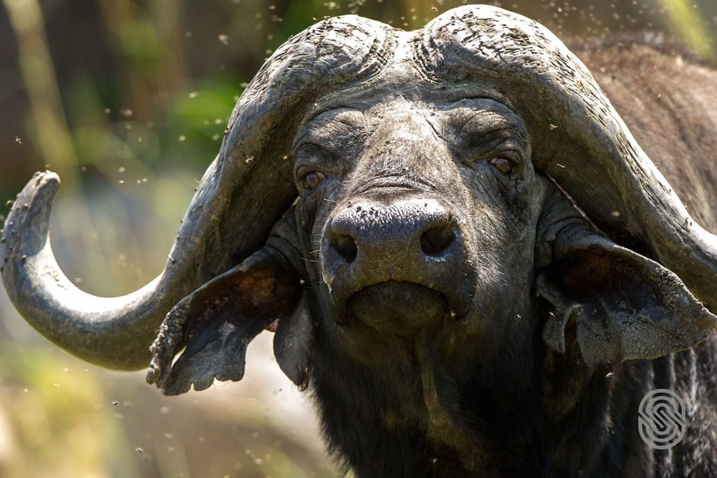 Mbuzi Mawe Serena Camp, Tanzania