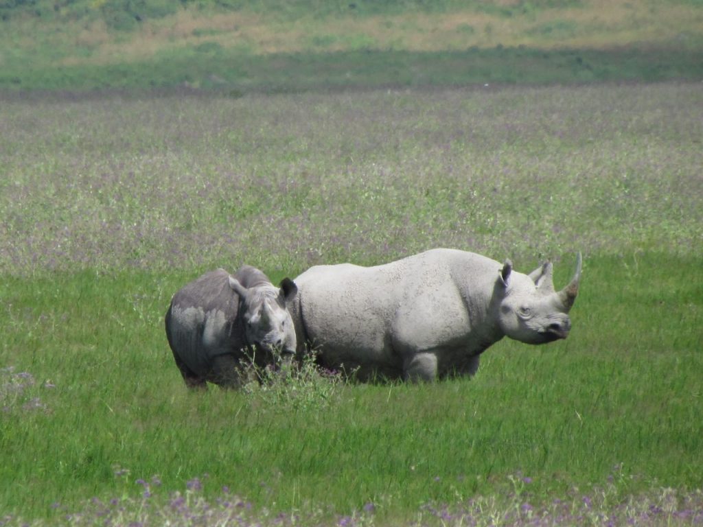 Serengeti Serena Safari Lodge, Tanzania