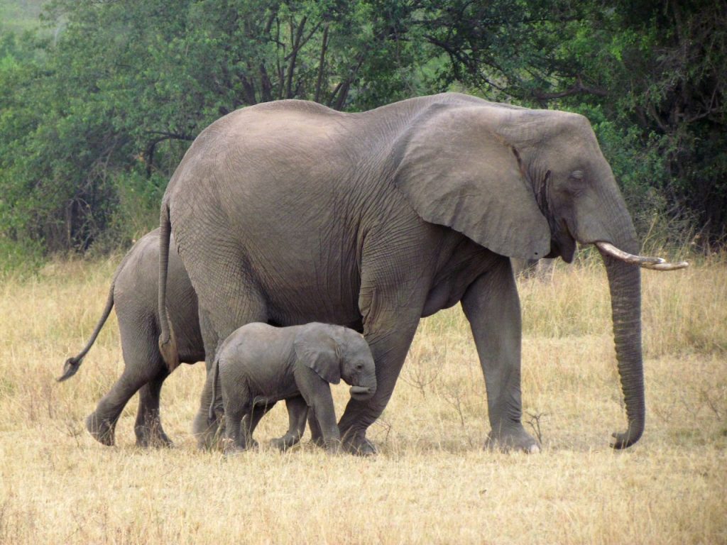 Serengeti Serena Safari Lodge, Tanzania