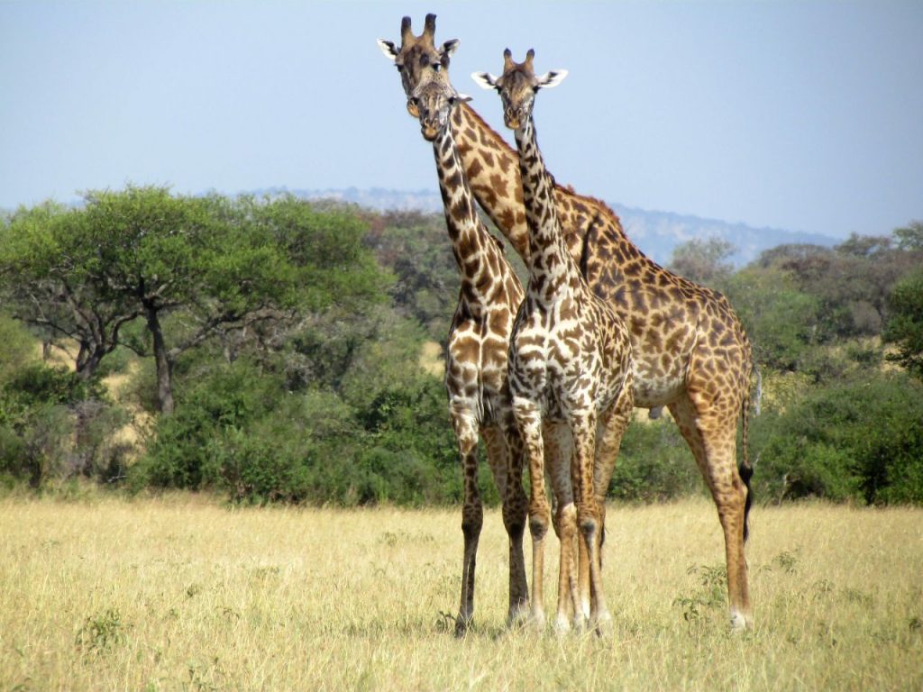 Serengeti Serena Safari Lodge, Tanzania
