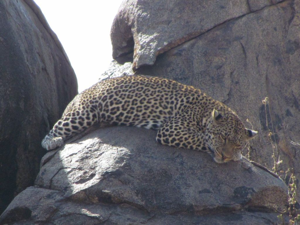Serengeti Serena Safari Lodge, Tanzania