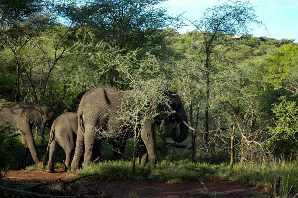 Kirawira Serena Camp, Tanzania