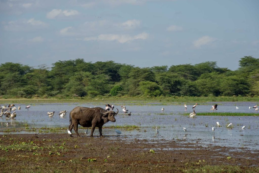 Lake Manyara Serena Safari Lodge, Tanzania