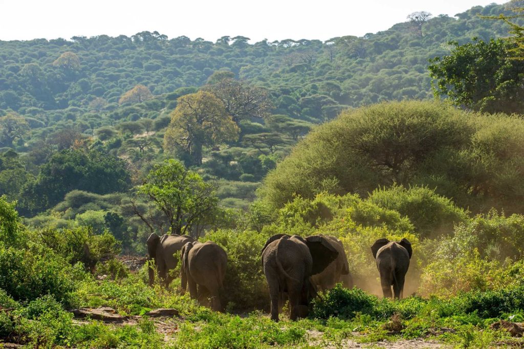 Lake Manyara Serena Safari Lodge, Tanzania