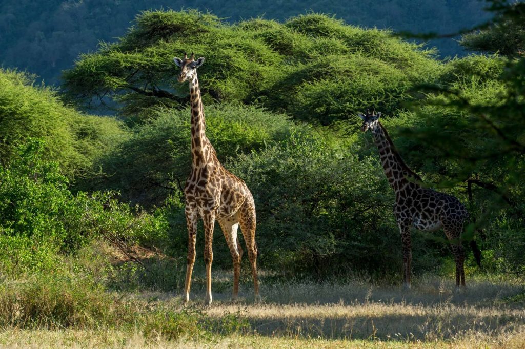 Lake Manyara Serena Safari Lodge, Tanzania