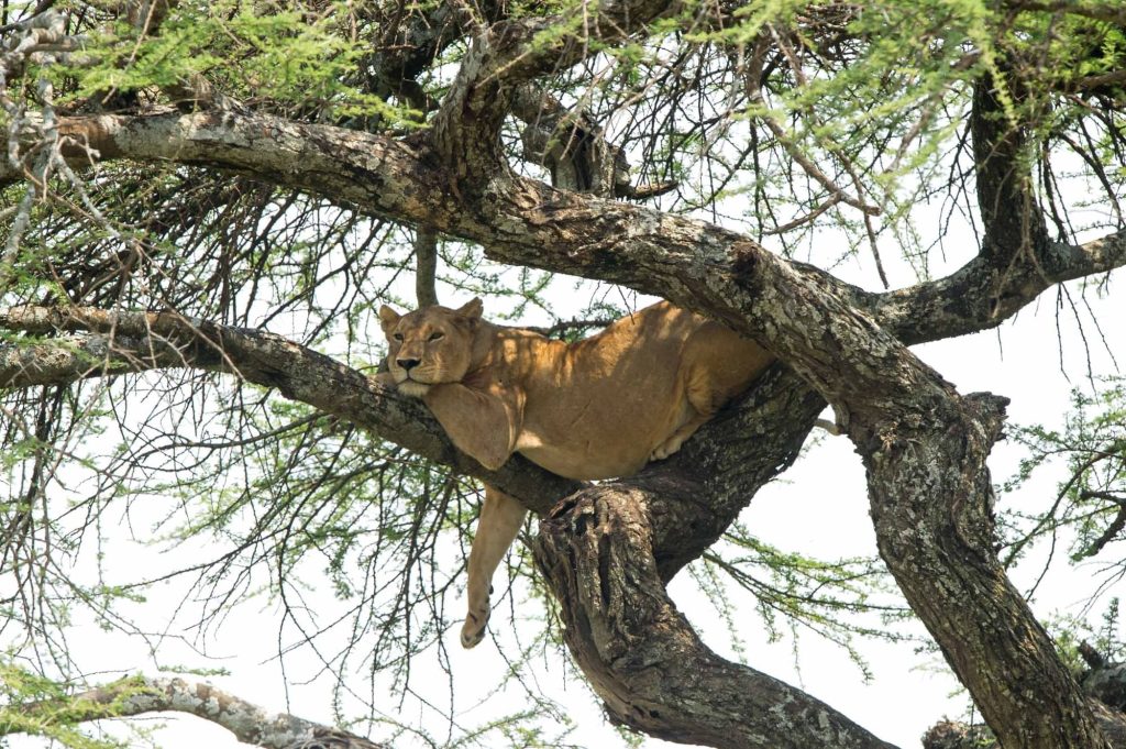 Serengeti Serena Safari Lodge, Tanzania