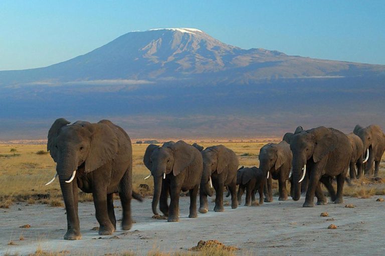 Ol Tukai Lodge – Amboseli – Kenya