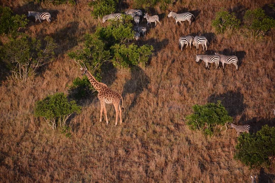 Giraffes and zebras seen from a hot air balloon
