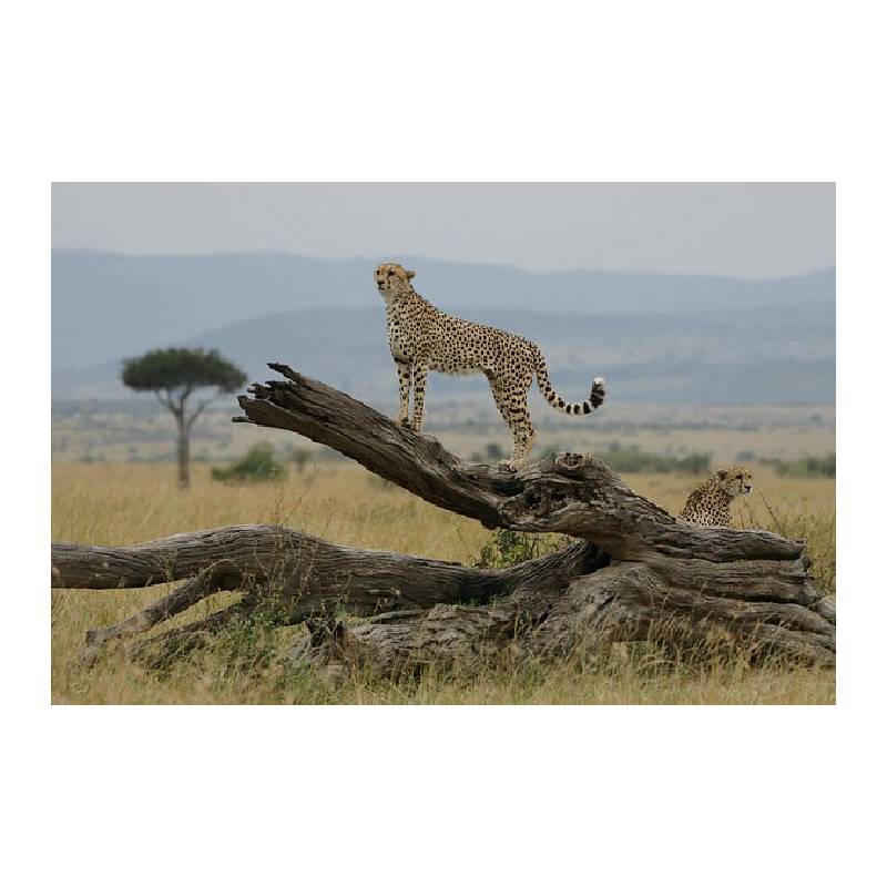 Savannah landscape in Mara North Conservancy, Kenya Savannah landscape in Mara North Conservancy, Kenya