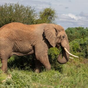 Elefante africano de sabana (Loxodonta africana), parque nacional de Amboseli, Kenia, 2024-05-22, DD 05
