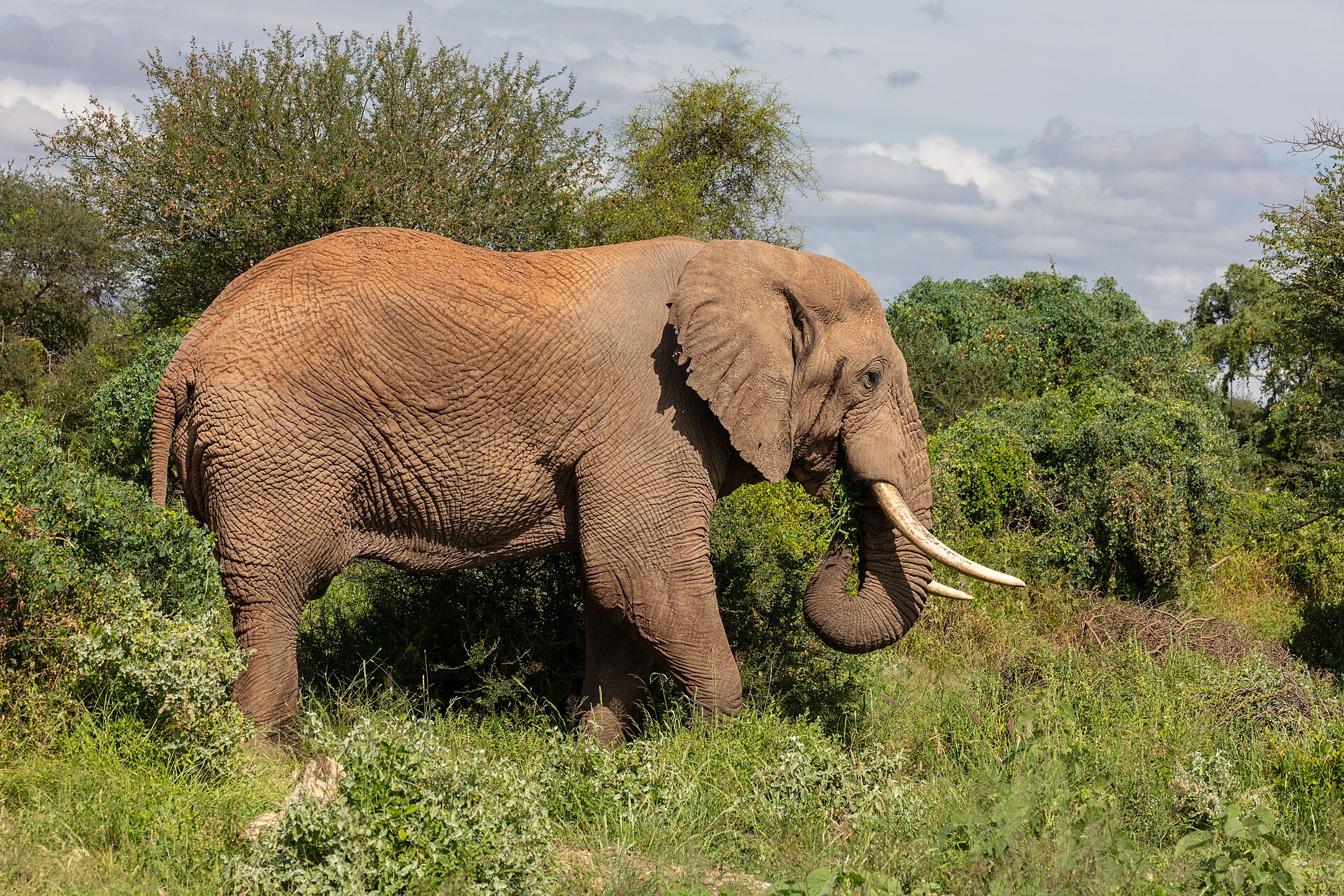 Elefante africano de sabana (Loxodonta africana), parque nacional de Amboseli, Kenia, 2024-05-22, DD 05