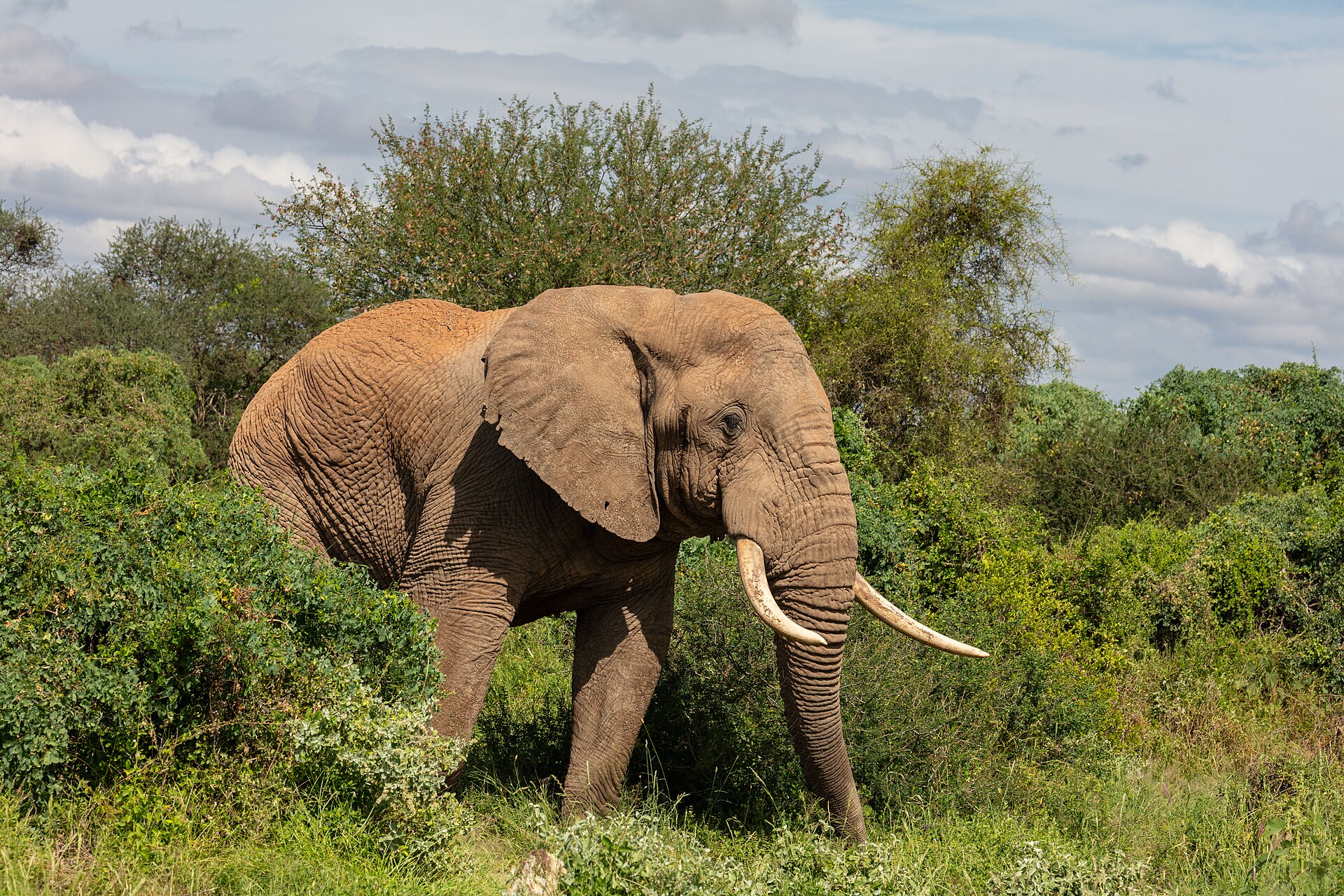 Elefante africano de sabana (Loxodonta africana), parque nacional de Amboseli, Kenia, 2024-05-22, DD 04 Elefante africano de sabana (Loxodonta africana), parque nacional de Amboseli, Kenia, 2024-05-22, DD 04