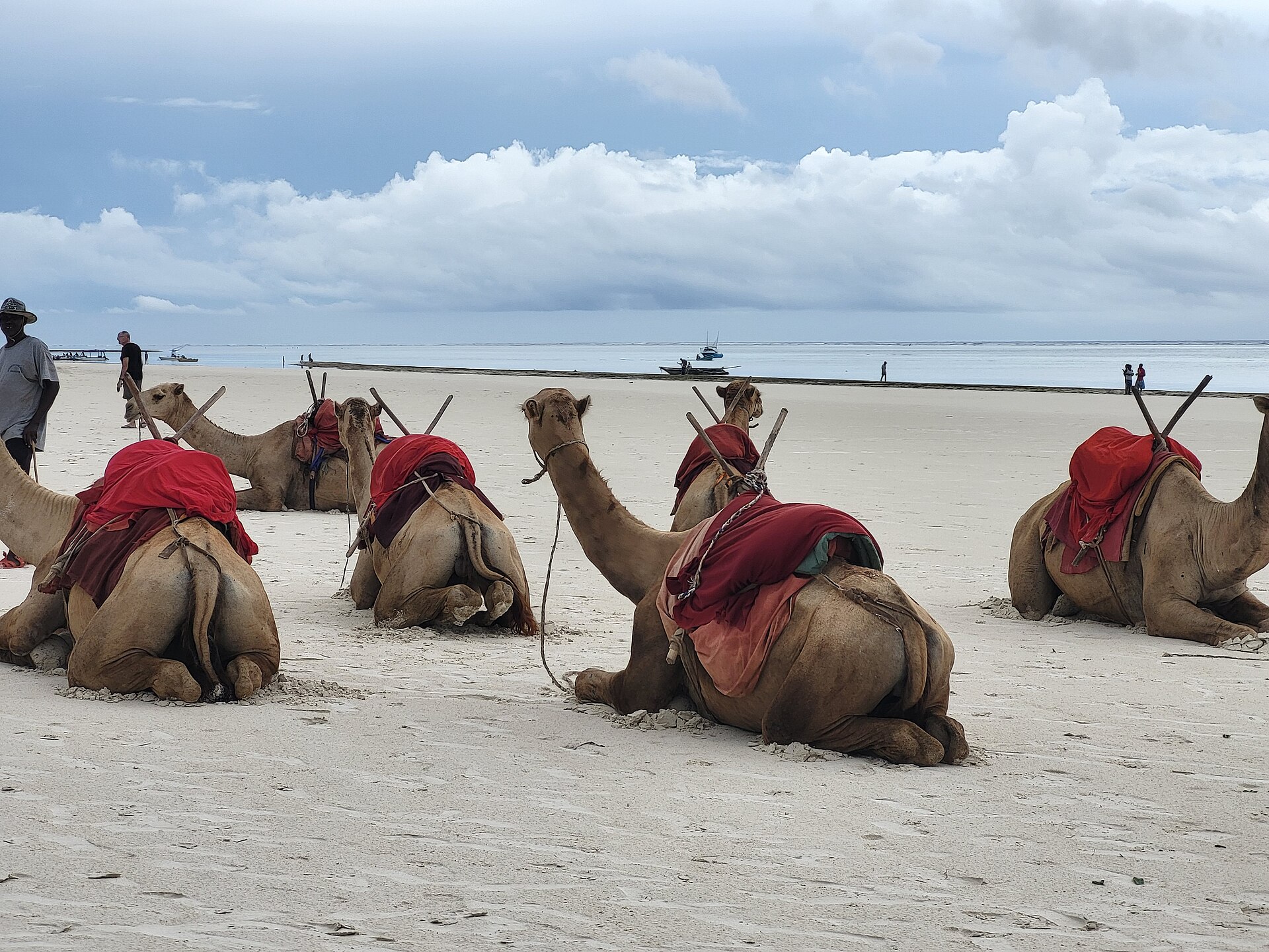 Camels at the beach in Diani Kenya