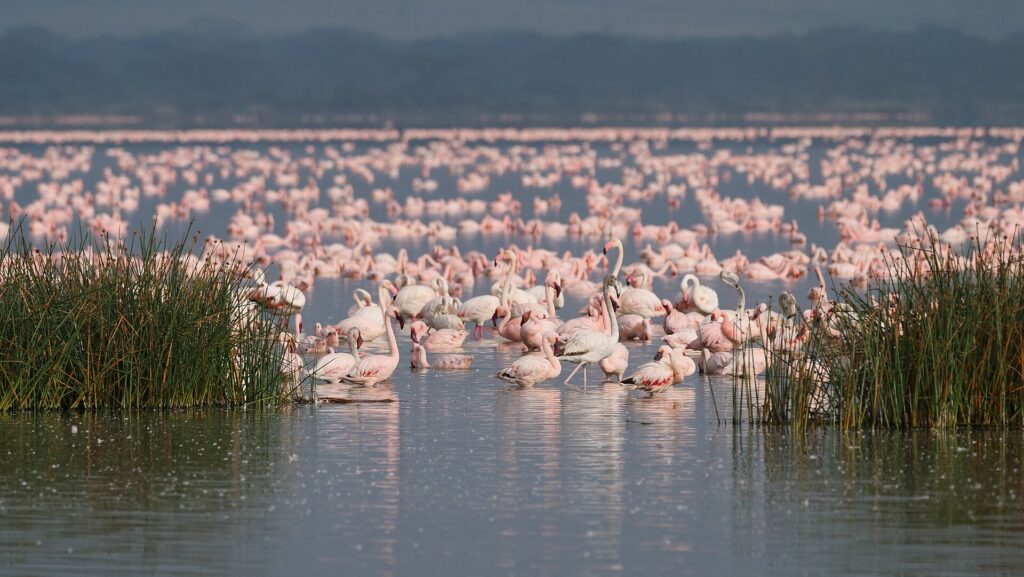 Lesser and greater flamingos on a Kenyan Rift Valley lake