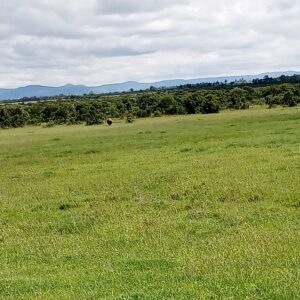 OL PEJETA conservancy à Nanyuki au Kenya 02