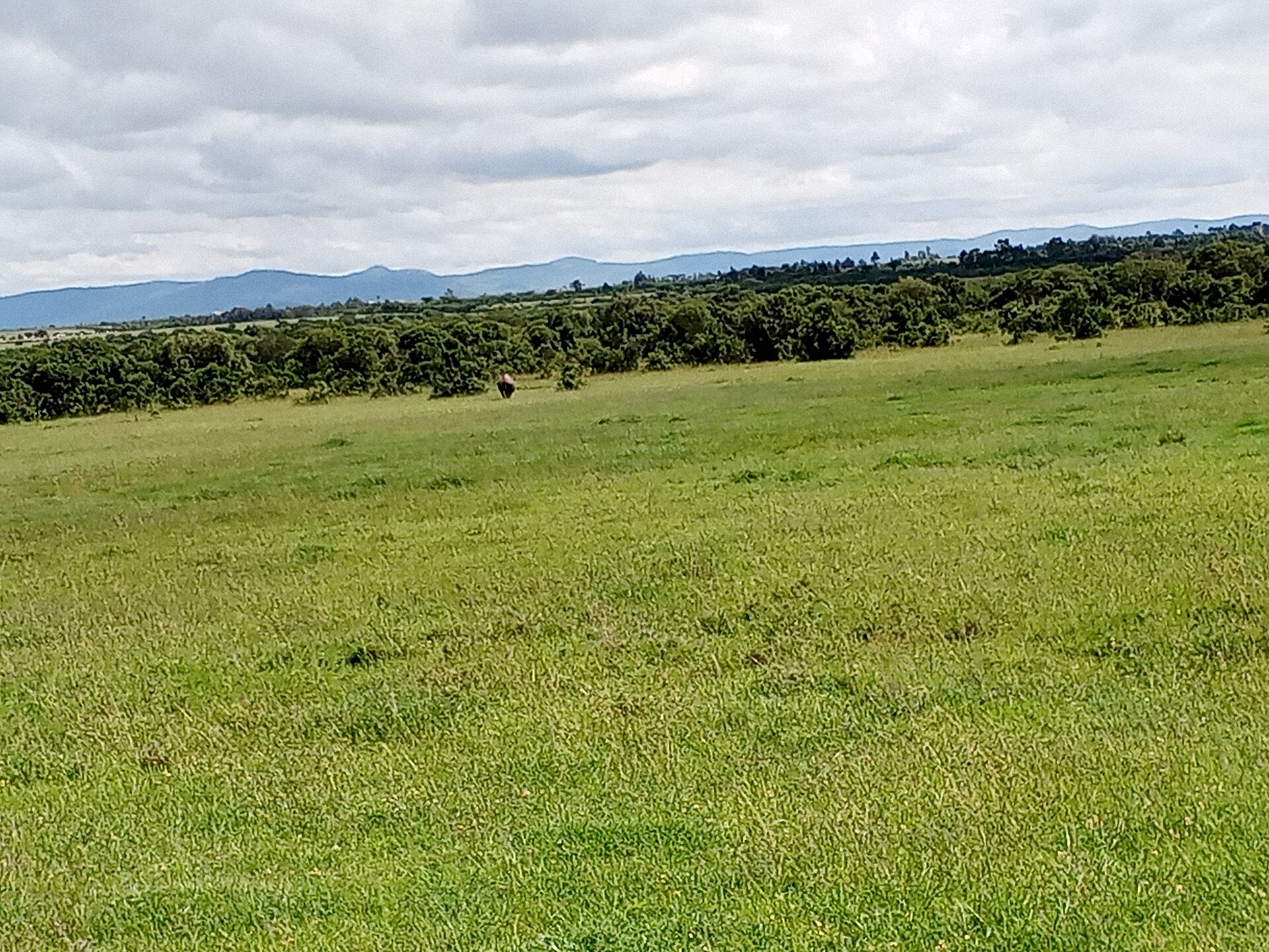 OL PEJETA conservancy à Nanyuki au Kenya 02
