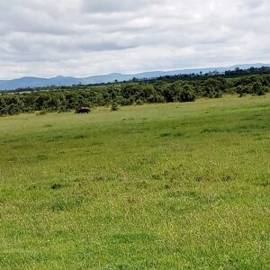 OL PEJETA conservancy à Nanyuki au Kenya 04