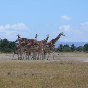 Reticulated giraffes