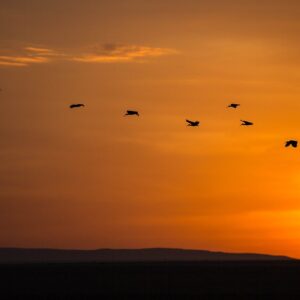 Dawn in the Masai Mara