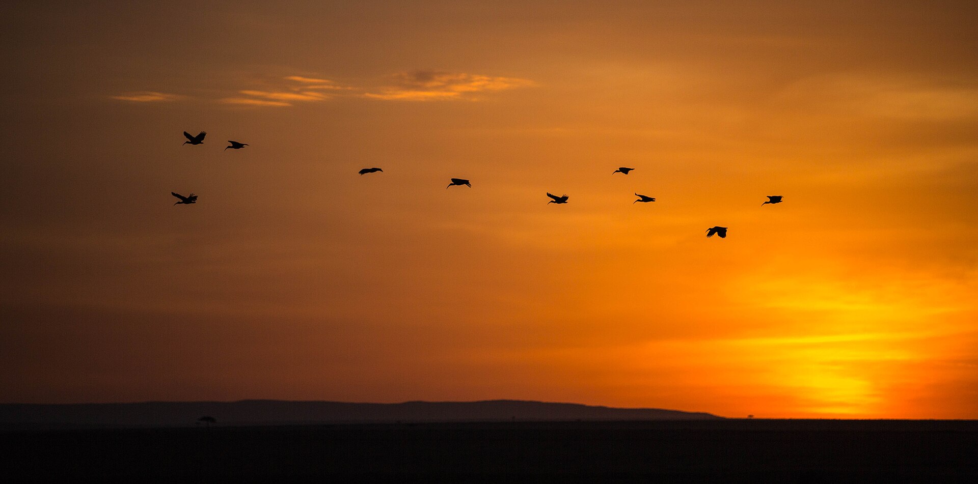 Dawn in the Masai Mara Dawn in the Masai Mara