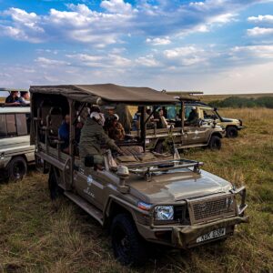 Safari vehicles watching lion couple in Maasai Mara, Kenya