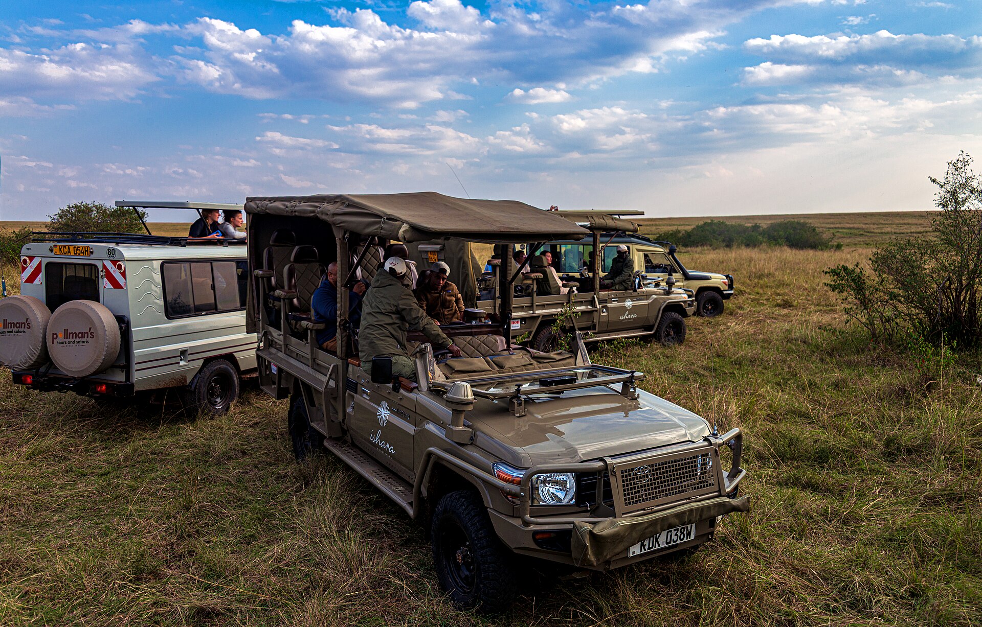 Safari vehicles watching lion couple in Maasai Mara, Kenya