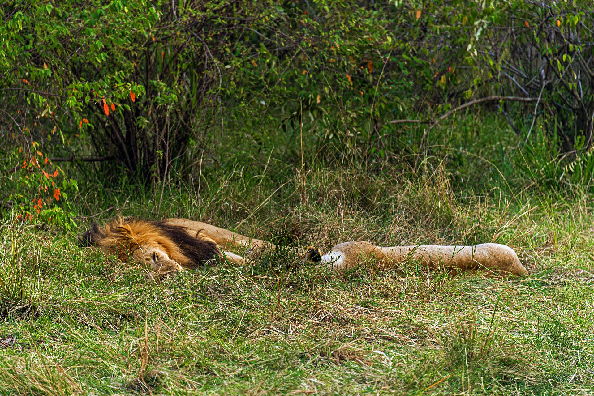 Sleepy lion couple in Maasai Mara, Kenya