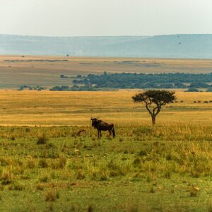 Wildebeest and Thomson gazelle in Maasai Mara, Kenya