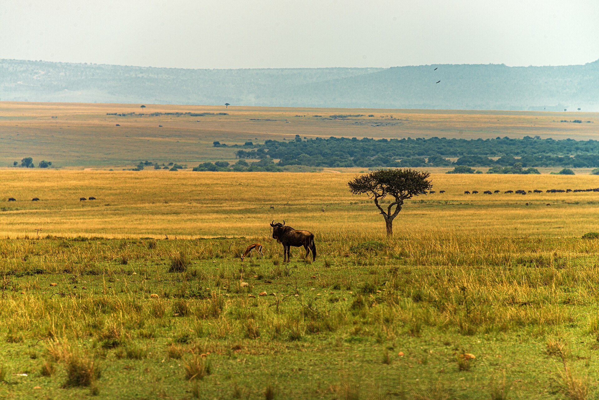 Wildebeest and Thomson gazelle in Maasai Mara, Kenya