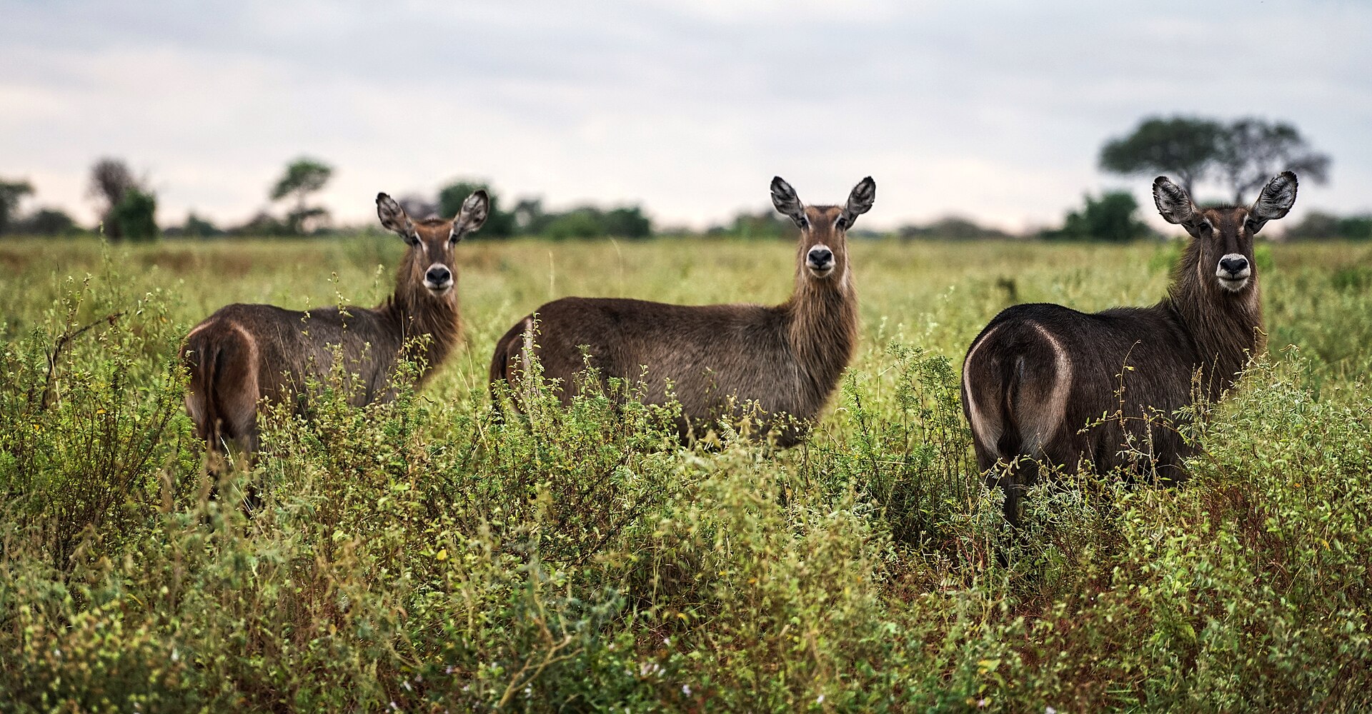 Meru National Park, Kenya
